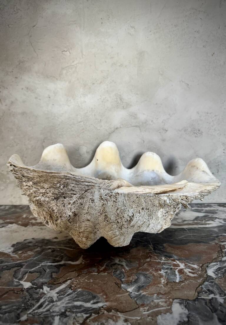 Antique Clam Shell (Tridacna Gigas)